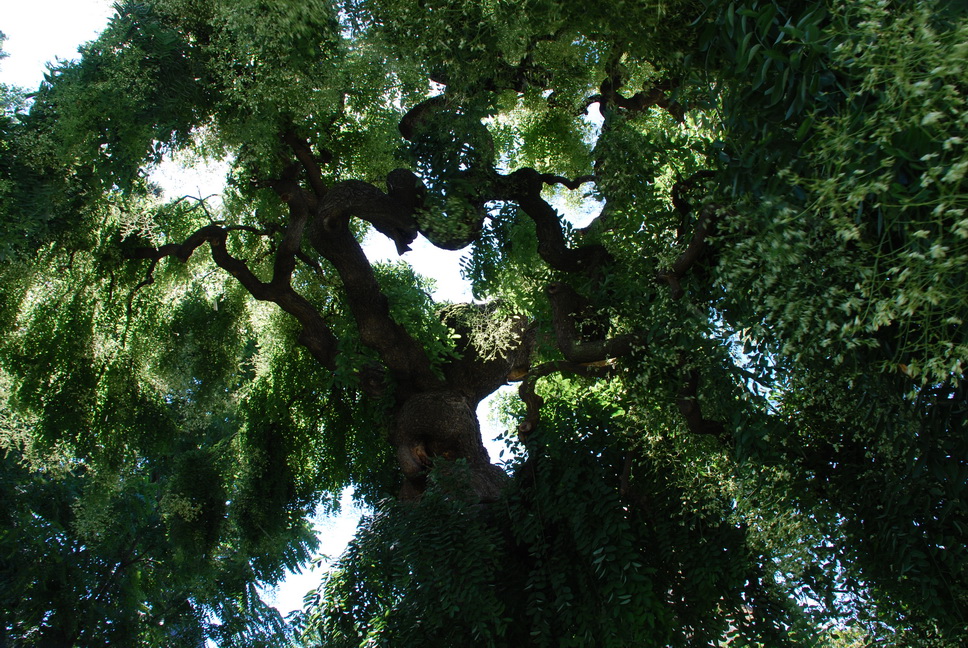 Orto Botanico_132.JPG - SOPHORA JAPONICA PENDULA